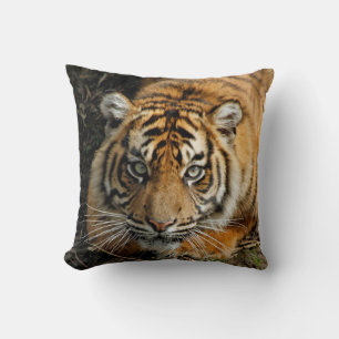 Tiger 037 kudde