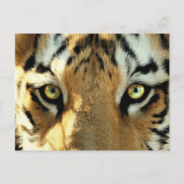 Tiger 1 - vykort (Framsida)