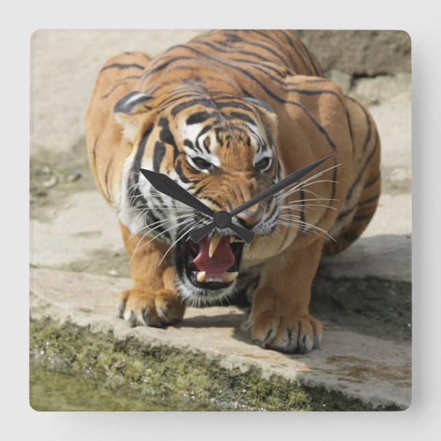 Tiger_2015_0156 Fyrkantig Klocka (Framsida)