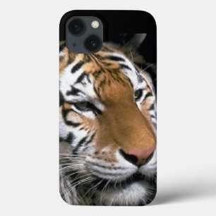 Tiger Älskare