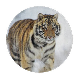 Tiger Älskare Art