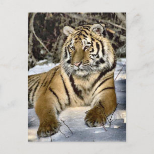 Tiger Älskare Art Gifts Vykort