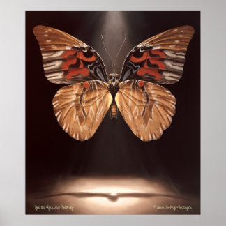 Tiger Ansikte Butterfly Poster