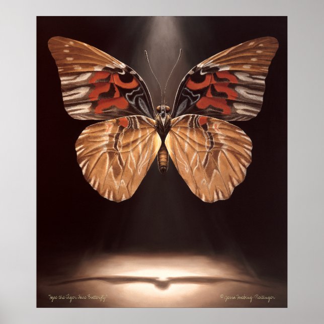 Tiger Ansikte Butterfly Poster (Framsidan)