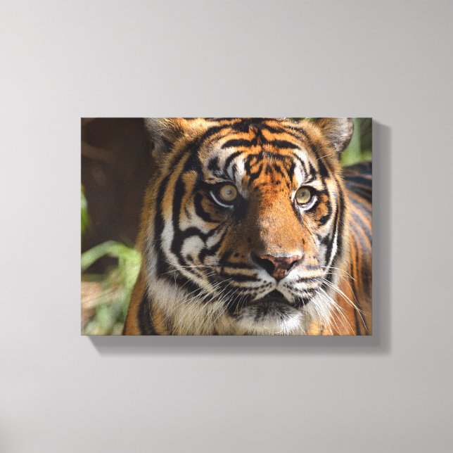 tiger ansikte canvastryck (Framsida)