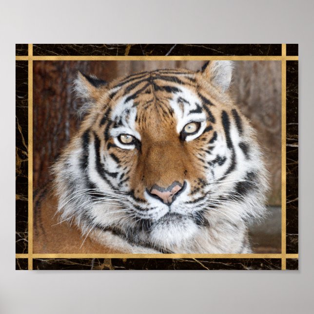 Tiger Ansikte Foto Bild Poster (Framsidan)