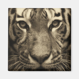 Tiger Ansikte i Sepia Tones Magnet