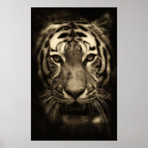 Tiger Ansikte i Sepia Tones Poster