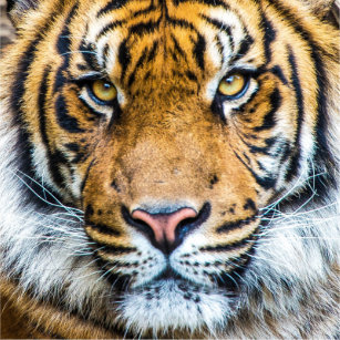Tiger Ansikte Klistermärken