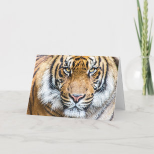 Tiger Ansikte Kort
