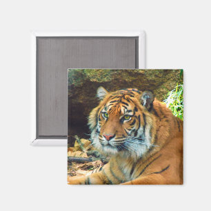 Tiger Ansikte Magnet
