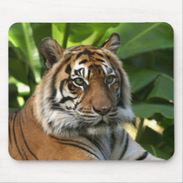 Tiger Ansikte Mousepad Musmatta