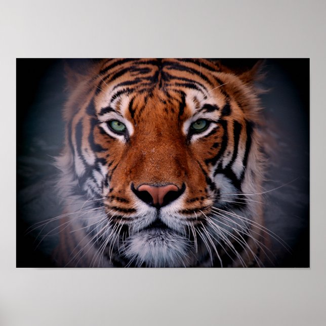 Tiger Ansikte Öga Stunning Big Cat A3 Poster (Framsidan)