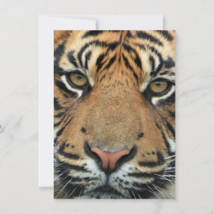 Tiger Ansikte Tack Kort