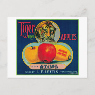 Tiger Apple Låda LabelWatsonville, CA Vykort