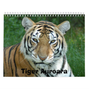 Tiger_Aroara012 tiger Auroara Kalender