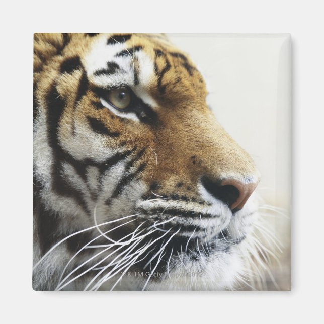 Tiger. Asahiyama Zoo, Hokkaido, Japan Magnet (Framsidan)