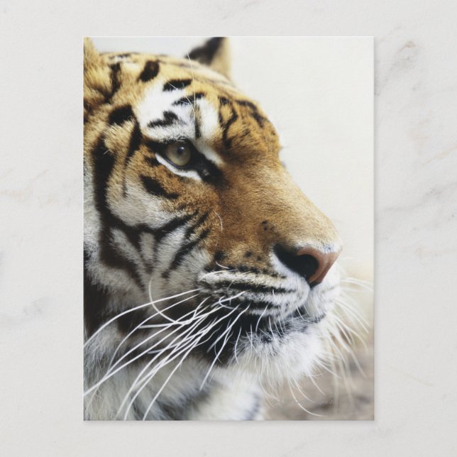 Tiger. Asahiyama Zoo, Hokkaido, Japan Vykort (Framsida)