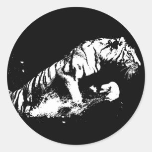 Tiger Attacker Runt Klistermärke