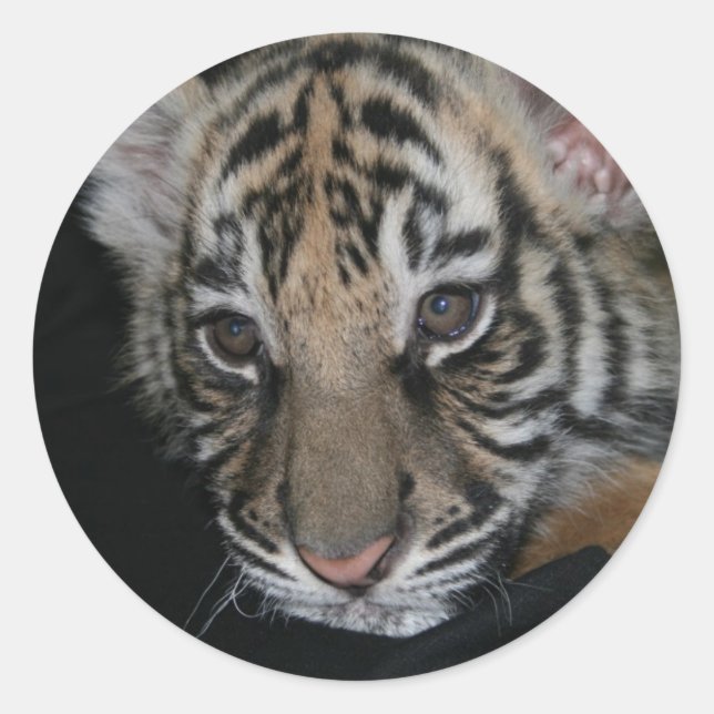 Tiger Baby Runt Klistermärke (Framsida)