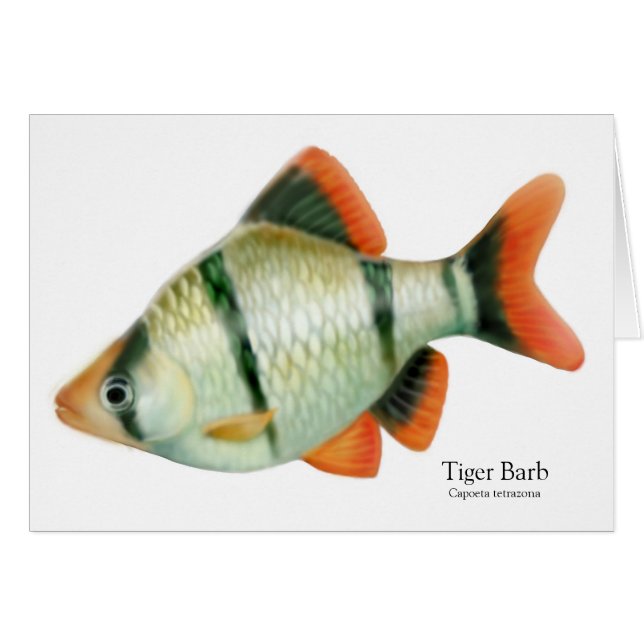 Tiger Barb Tropical Fish Card Hälsningskort (Framsidan Horizontal)
