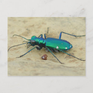 Tiger Beetle-vykort Vykort