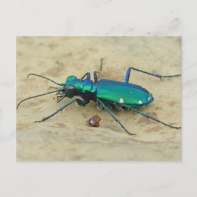 Tiger Beetle-vykort Vykort (Framsida)