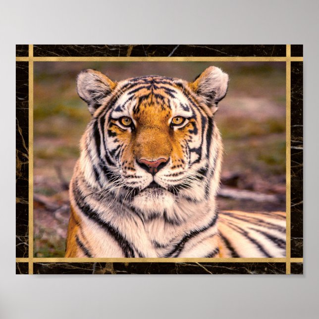 Tiger Big Cat Closeup Photo Image Print Poster (Framsidan)