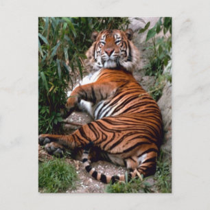 Tiger Big Cat-utskrifter Vykort