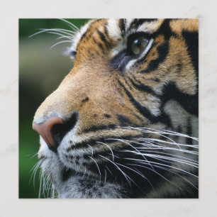 Tiger Bild inbjudningar