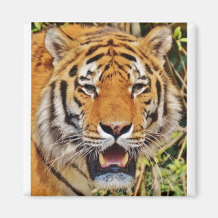 Tiger-bild! Magnet