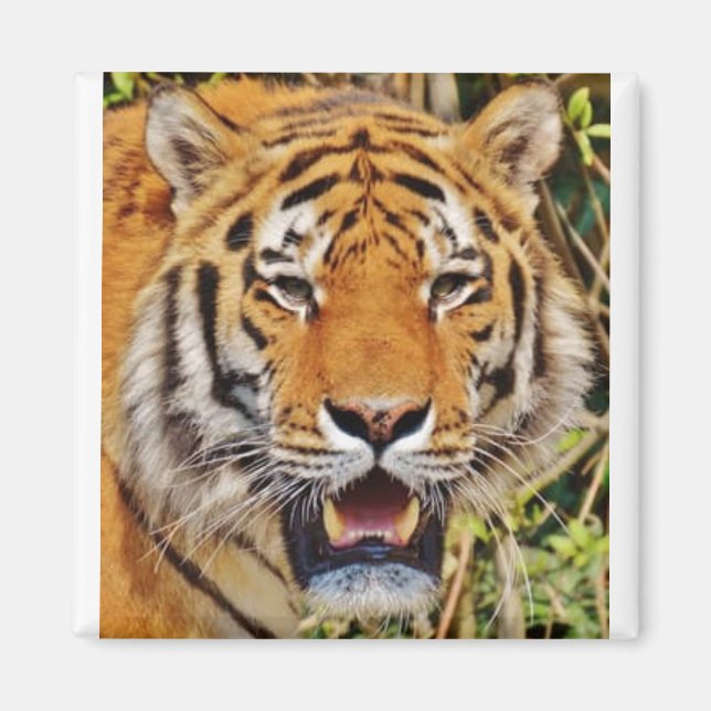 Tiger-bild! Magnet (Framsidan)