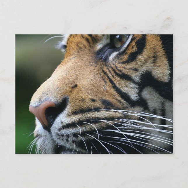 Tiger Bild vykort (Framsida)