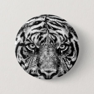 Tiger Black and White Photography Knapp