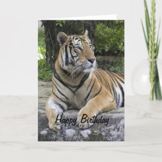 Tiger Blank Birthday Card Kort