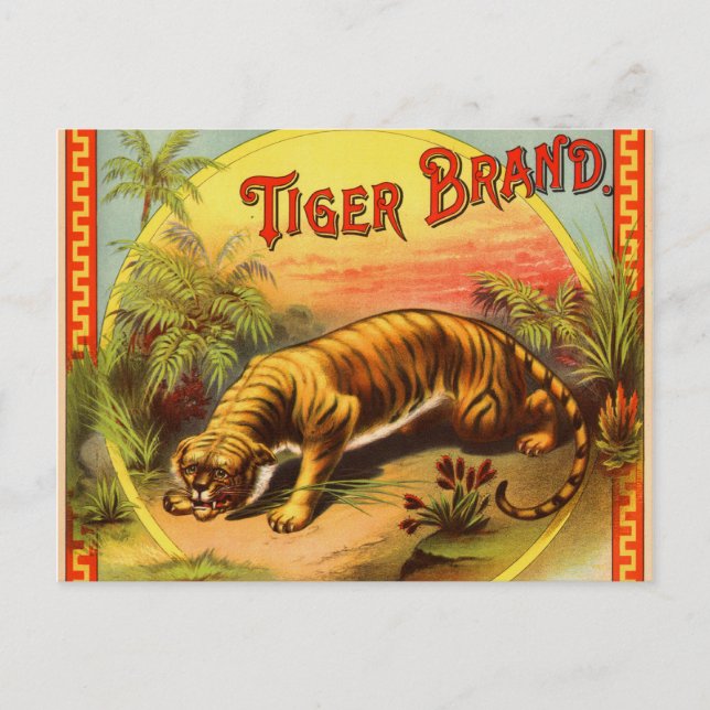 Tiger Brand 1900 Vykort (Framsida)