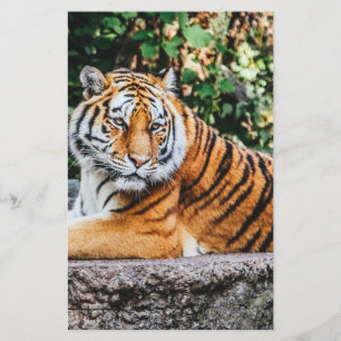Tiger Brevpapper