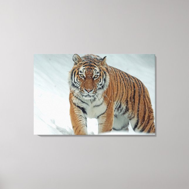 Tiger Canvastryck (Framsida)