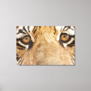 Tiger Canvastryck