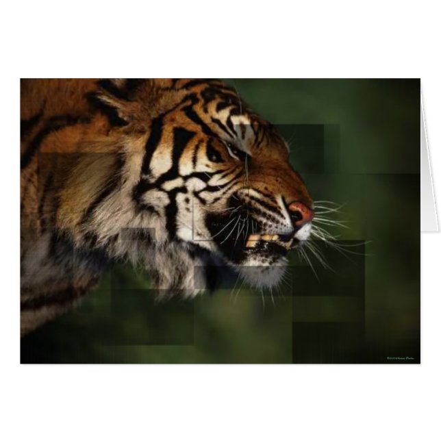 Tiger Card Hälsningskort (Framsidan Horizontal)