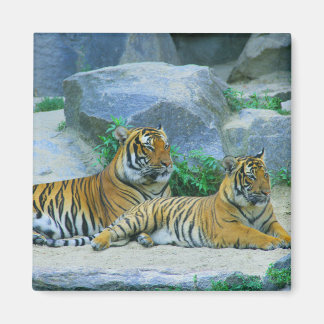 Tiger Cat Animal Rand Mönster Destiny's Destiny's Magnet