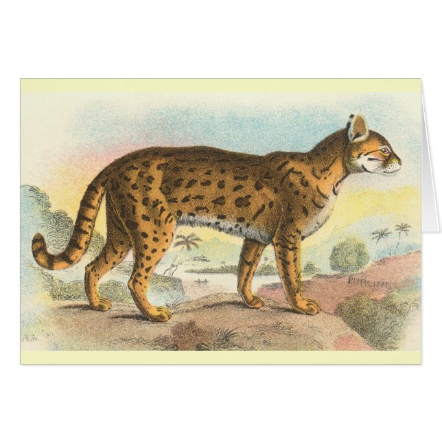 Tiger-Cat Hälsningskort (Framsidan Horizontal)
