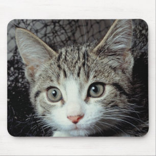 Tiger Cat Musmatta