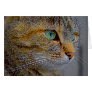 Tiger Cat Porträtt Hälsningskort