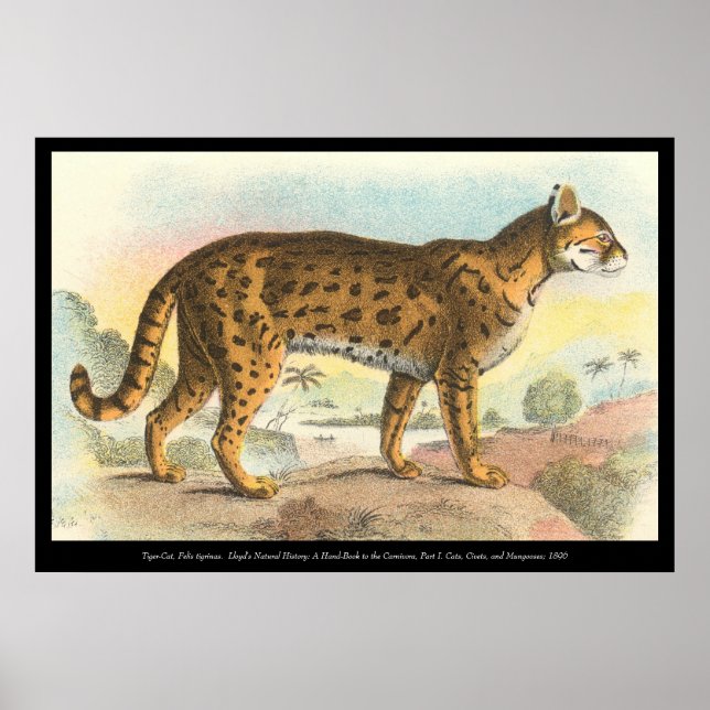 Tiger-Cat Poster (Framsidan)