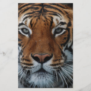 Tiger Cat Rand Jungle Mist Animal Brevpapper