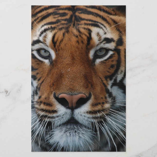 Tiger Cat Rand Jungle Mist Animal Brevpapper (Framsida)