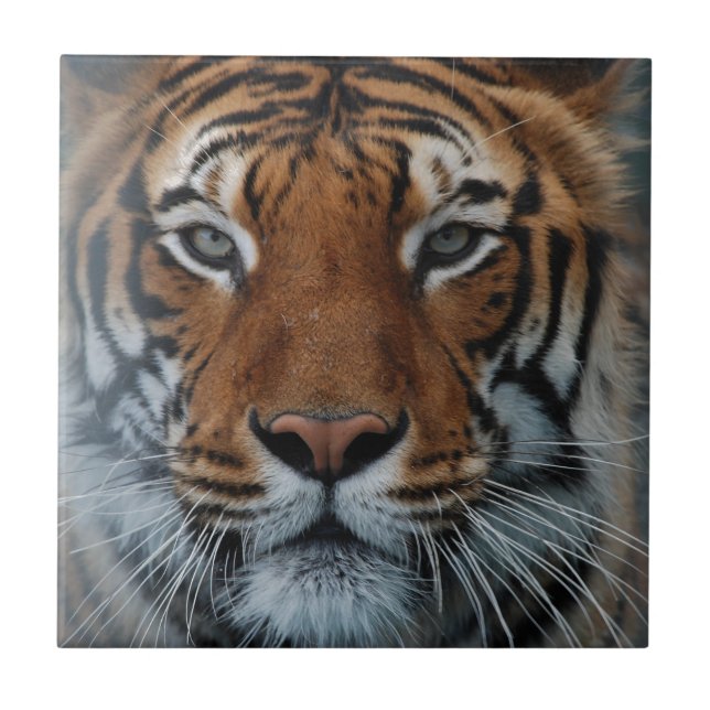 Tiger Cat Rand Jungle Mist Animal Kakelplatta (Framsidan)