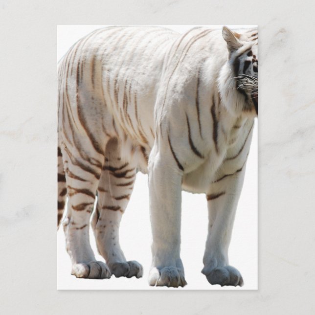Tiger cat rand personalize diy Anniversaries Vykort (Framsida)