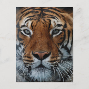Tiger Cat Ränder Djungel Dimma Djur Vykort
